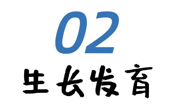 怎么游泳儿童早餐搭配技巧_早上游泳要吃什早餐_儿童早上游泳吃什么早餐好