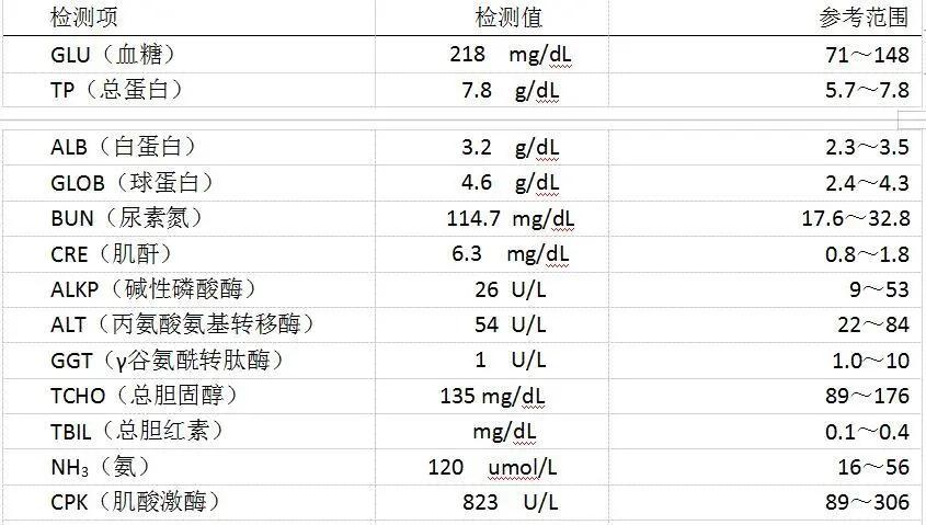 猫咪猫日常家庭怎么养_猫咪多猫家庭日常_猫咪家庭护理百科