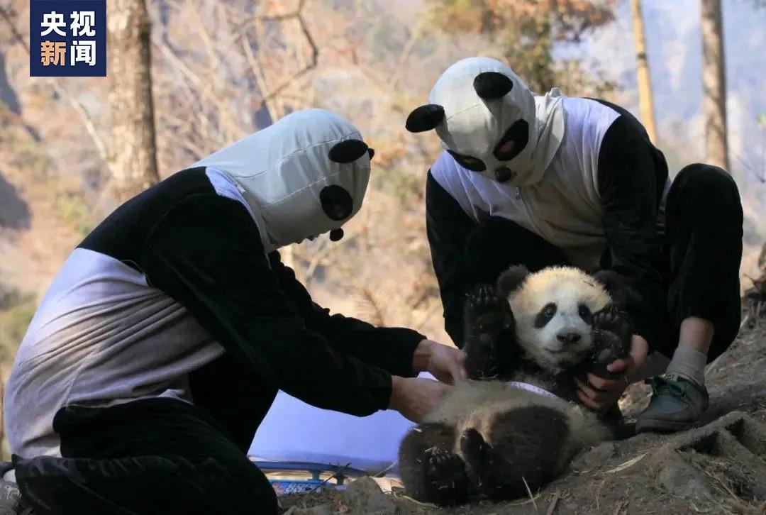 大熊猫妈妈的生活方式_熊猫妈妈怎么写_熊猫妈妈怎么照顾熊猫宝宝