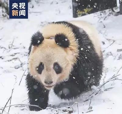 熊猫妈妈怎么写_熊猫妈妈怎么照顾熊猫宝宝_大熊猫妈妈的生活方式