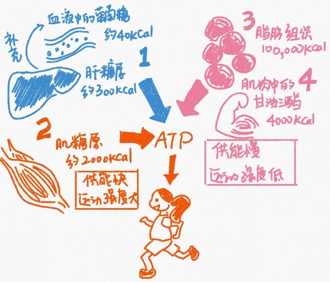 呼吸消耗氧气_运动呼吸消耗热量多_有氧运动呼吸消耗