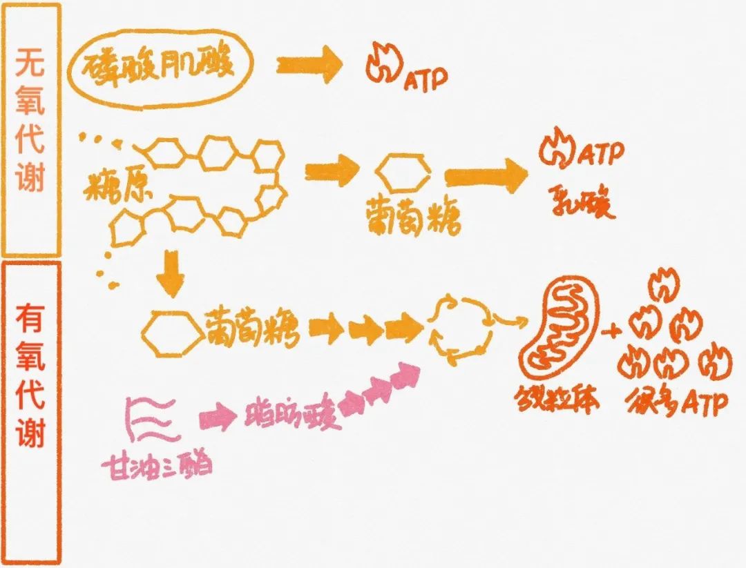 有氧运动呼吸消耗_呼吸消耗氧气_运动呼吸消耗热量多