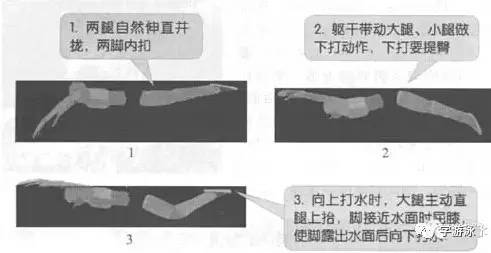 游泳技巧技巧口诀_游泳蝶泳发力技巧口诀_蛙泳游泳换气技巧口诀