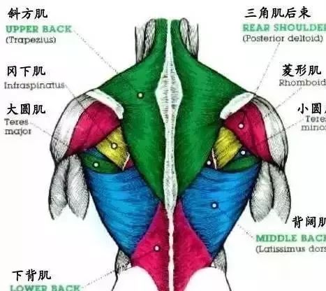 锻炼背部和手臂的健身动作_手臂后背运动健身房_手臂背后的肌肉怎么练