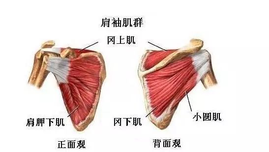 手臂后背运动健身房_锻炼背部和手臂的健身动作_手臂后背怎么减肥