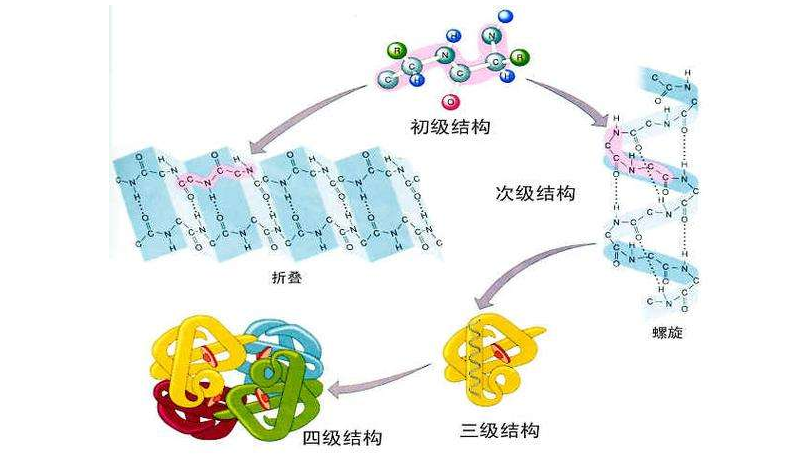 健身的人三大营养素_健身素食食谱_素食者健身餐