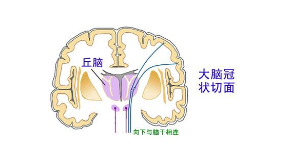 健身素食食谱_健身的人三大营养素_素食者健身餐