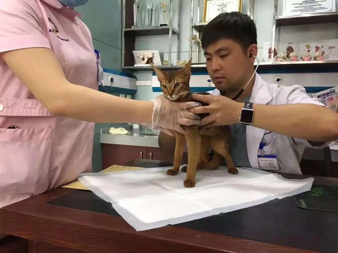 犬猫亚健康_狗亚健康_宠物亚健康