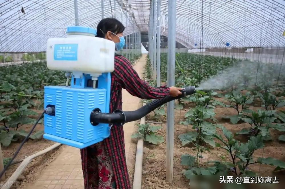 生活小技巧关于植物_植物技巧生活小报图片_植物小技巧视频大全