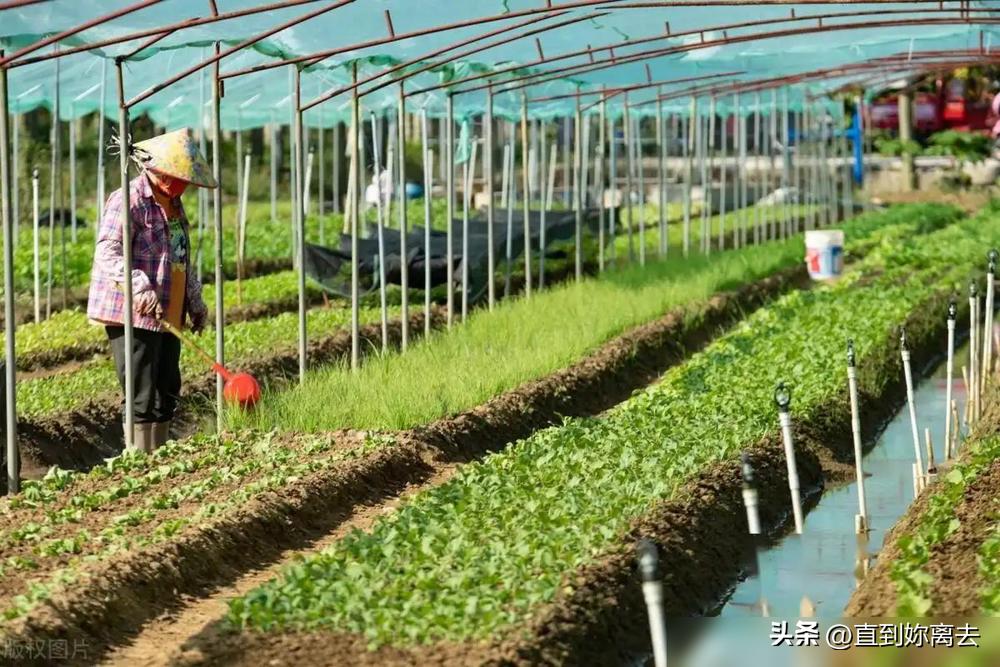 生活小技巧关于植物_植物小技巧视频大全_植物技巧生活小报图片