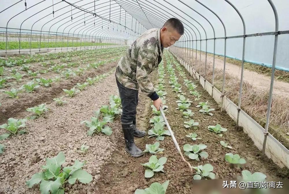 生活小技巧关于植物_植物小技巧视频大全_植物技巧生活小报图片