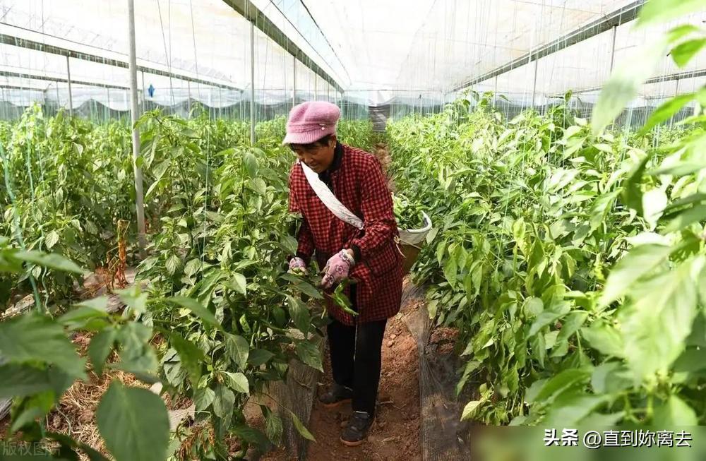 植物小技巧视频大全_植物技巧生活小报图片_生活小技巧关于植物