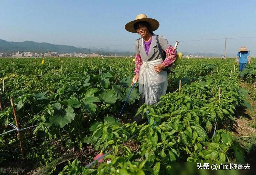 植物技巧生活小报图片_生活小技巧关于植物_植物小技巧视频大全