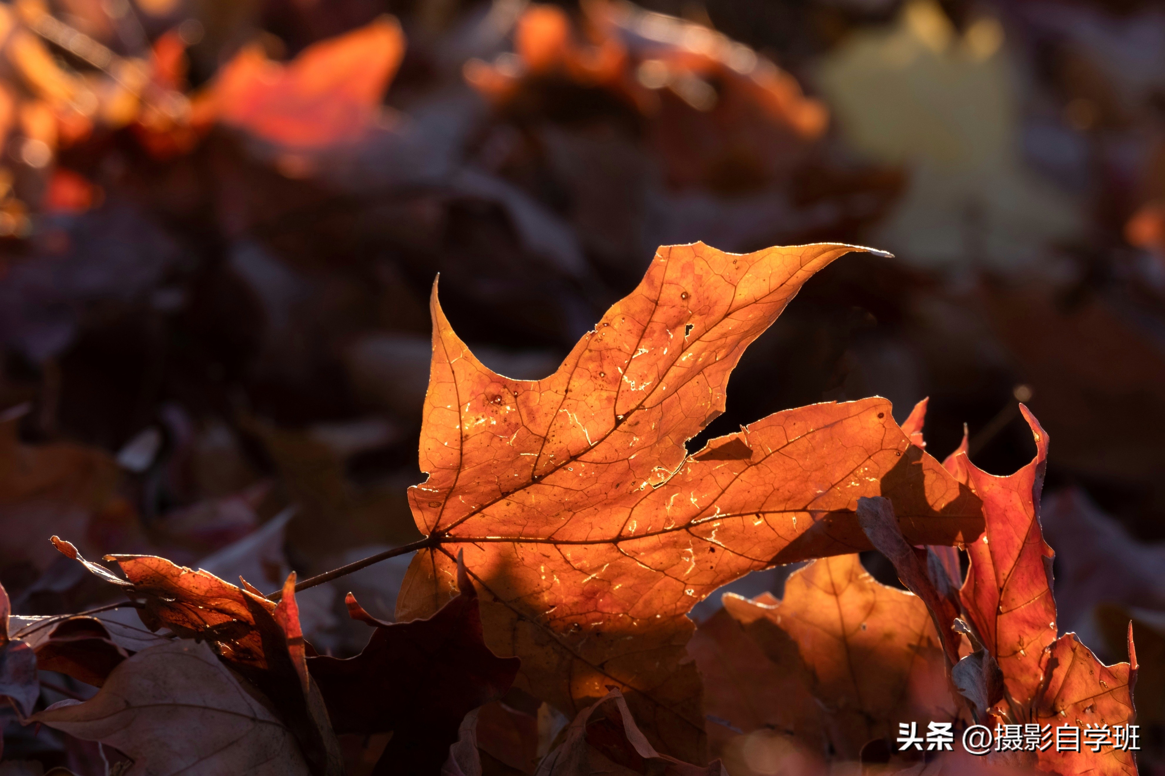 生活小技巧关于植物_植物技巧生活小报图片_植物生活小妙招