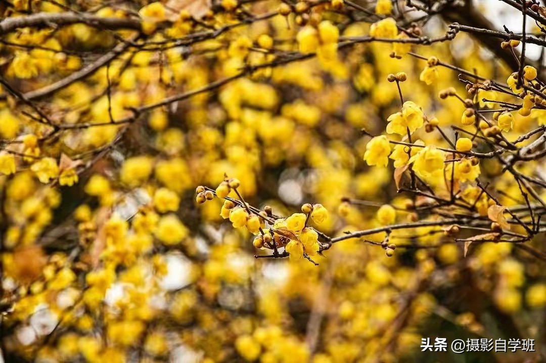 生活小技巧关于植物_植物生活小妙招_植物技巧生活小报图片