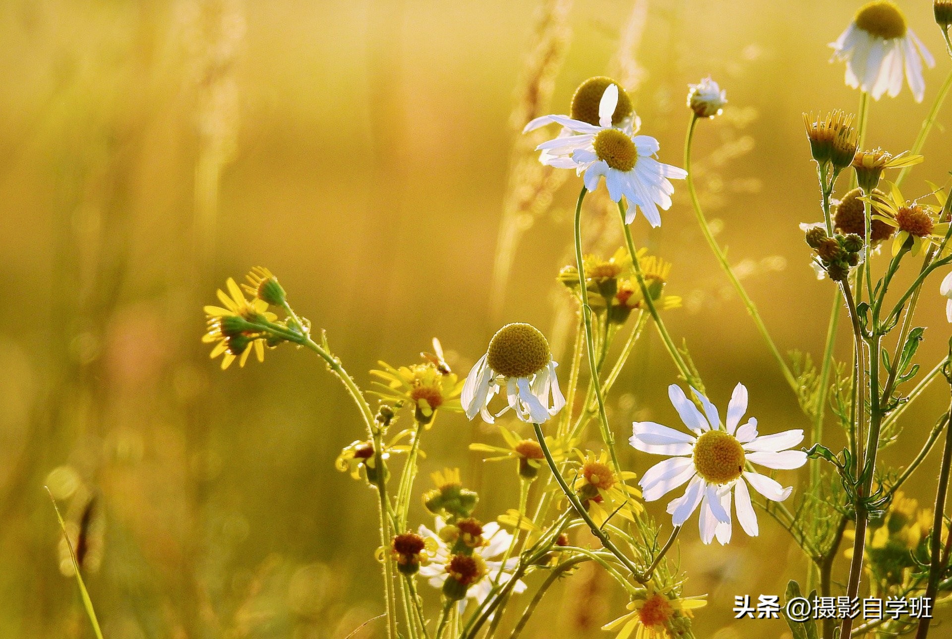 植物生活小妙招_植物技巧生活小报图片_生活小技巧关于植物