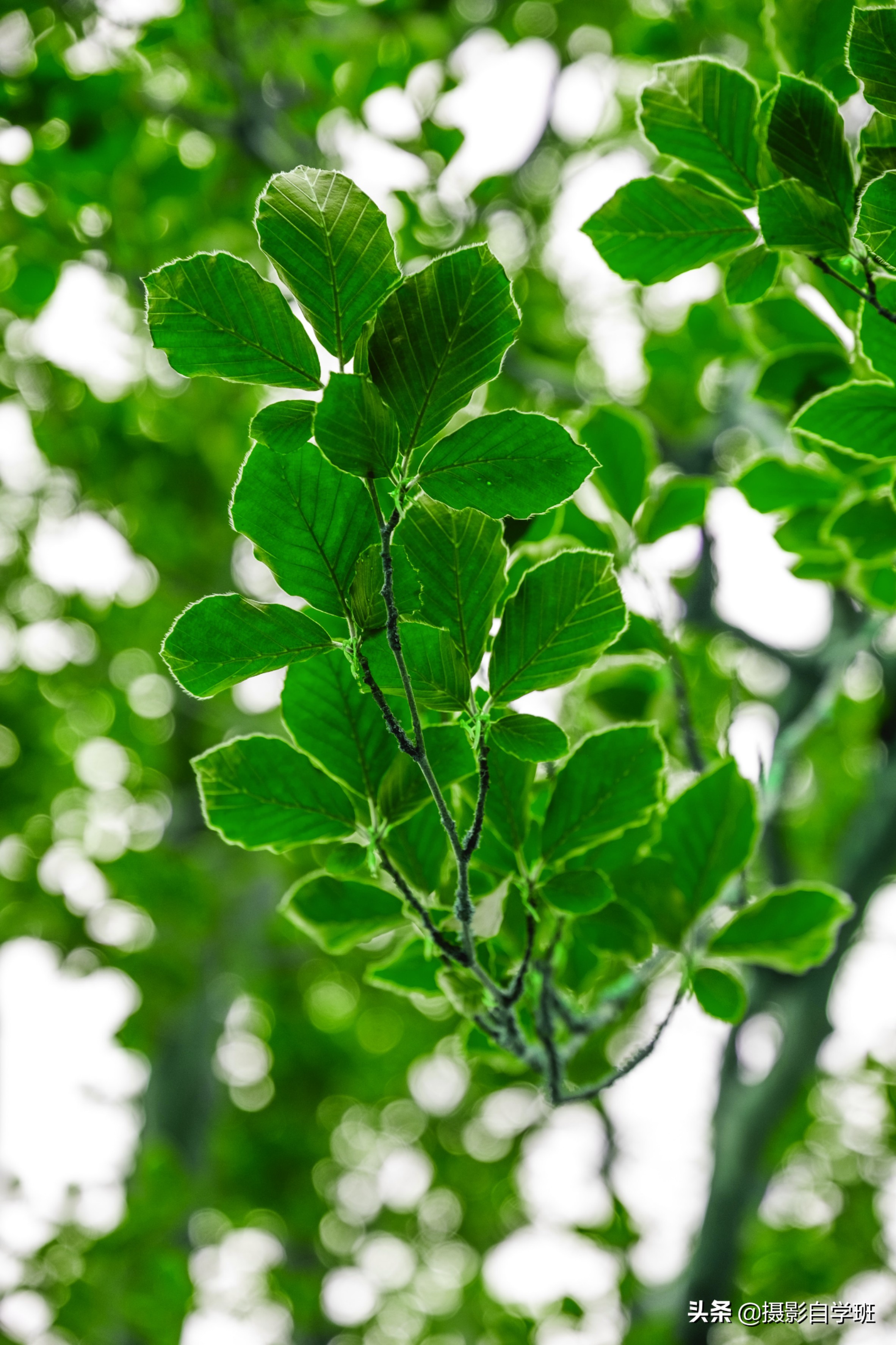 生活小技巧关于植物_植物生活小妙招_植物小技巧视频大全