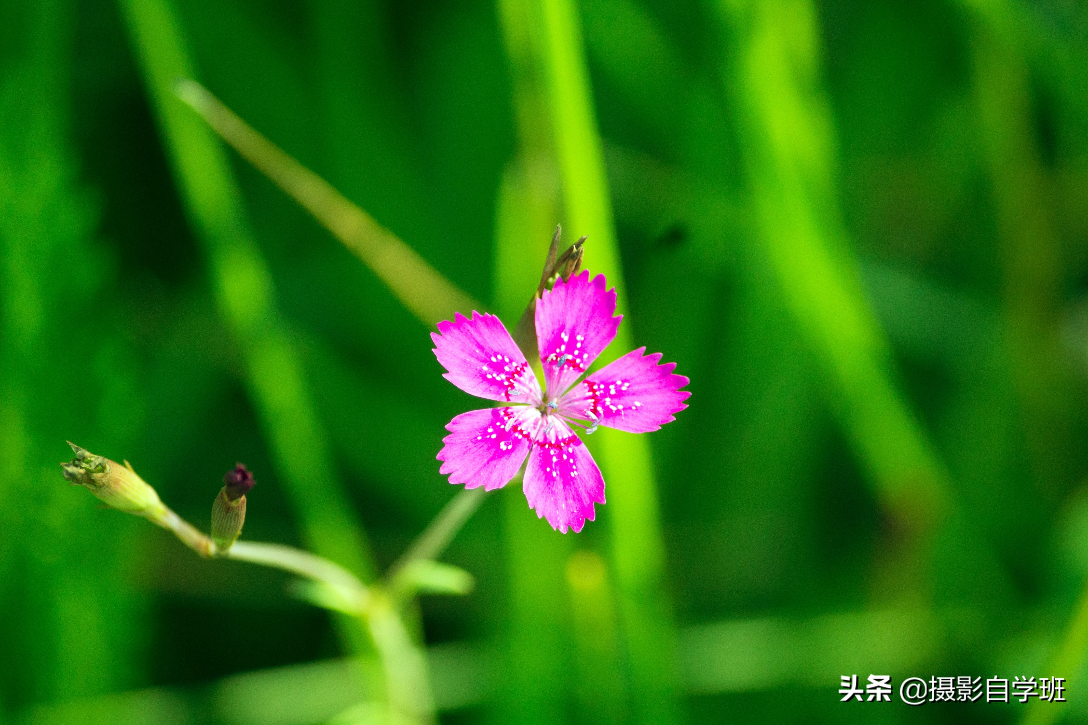 植物生活小妙招_植物小技巧视频大全_生活小技巧关于植物