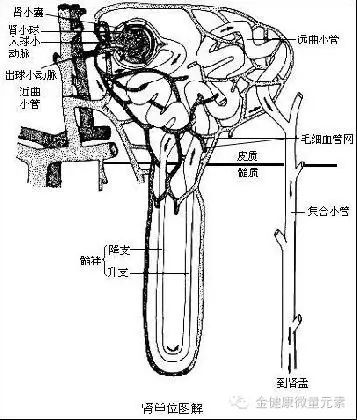 警惕胃肠亚健康怎么办_警惕胃肠亚健康_肠胃亚健康有哪些症状