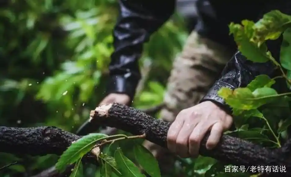 特种兵野外作战_特种部队野外生存视频_特种兵野外生活小技巧视频