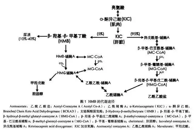 营养补充健身老年人食谱_老人家补营养_老年人健身营养补充