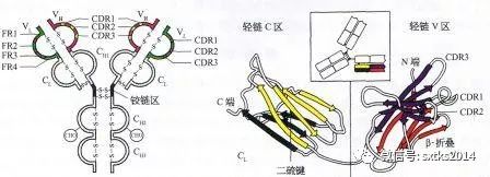 运动员肌酸_运动后的肌酸对身体有害吗_运动肌酸作用