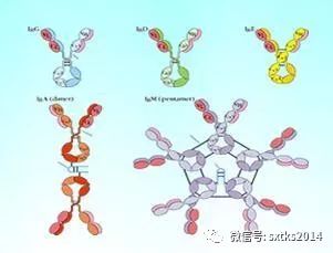 运动员肌酸_运动肌酸作用_运动后的肌酸对身体有害吗