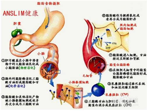 有氧运动疗法的原理_运动疗法的组成_运动疗法的基本原理