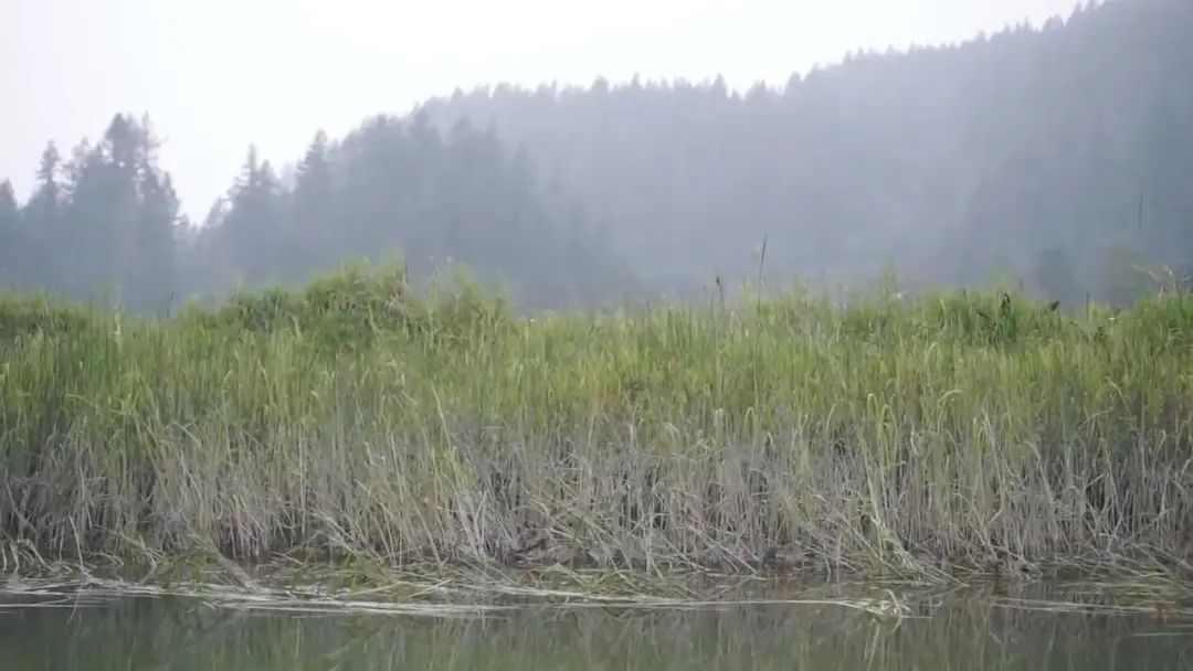 湿地与人类文明_湿地人类方式生活有哪些_湿地与人类的生活方式