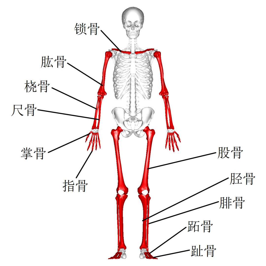 高个举重运动员_举重冠军身高最高的运动员_身高高的举重运动员