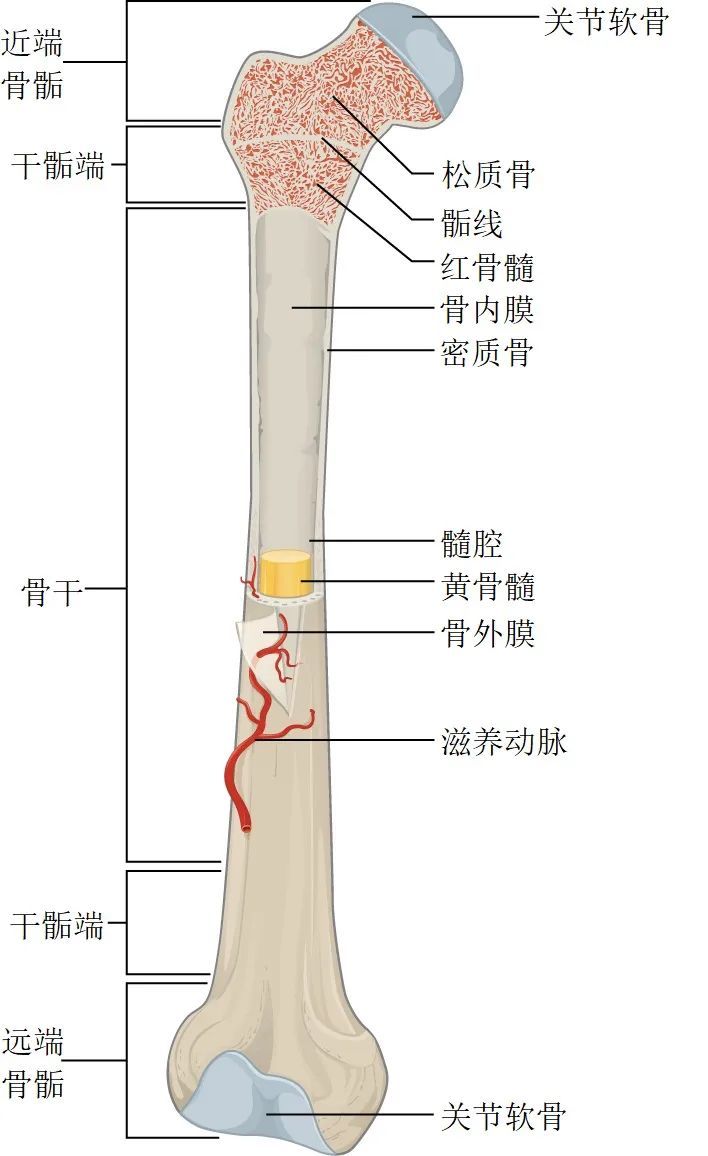 高个举重运动员_身高高的举重运动员_举重冠军身高最高的运动员