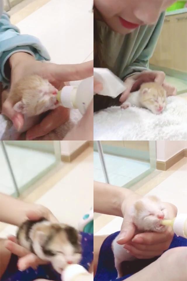 奶猫攻略_奶猫生活技能_奶猫猫的生活