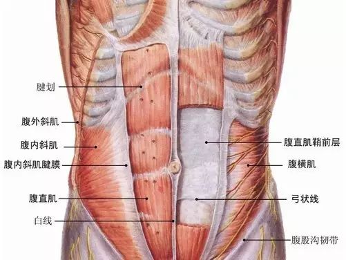 腹部健身房器械使用方法_健身房锻炼腹肌的器械_腹部健身房器械