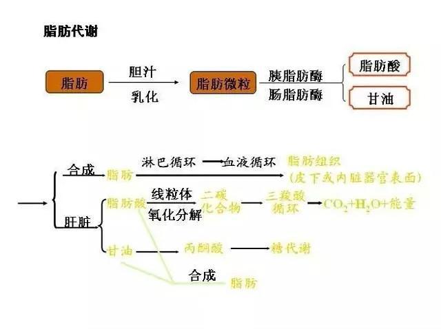 有氧出汗多_有氧运动出汗能排毒吗_有氧 出汗 运动