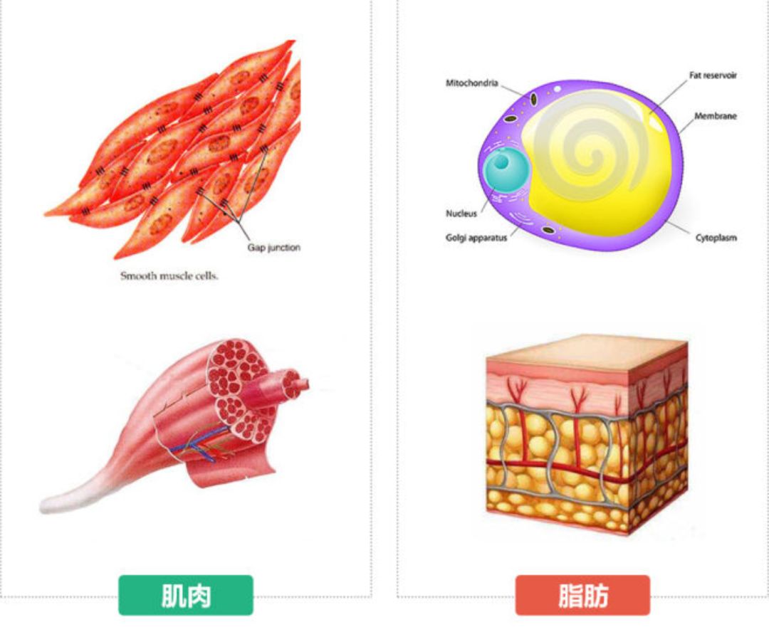 大腿根部健身房运动疼_大腿根部疼痛还能跑步吗_大腿根疼痛可以做什么运动缓解